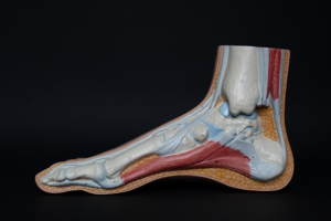 A close up of the foot bone in color